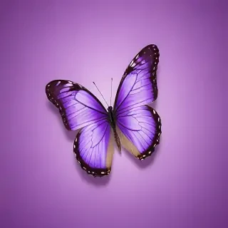 butterfly purple background