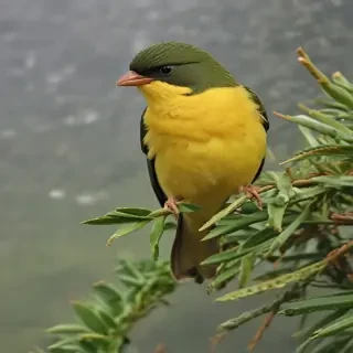barbado da terceira