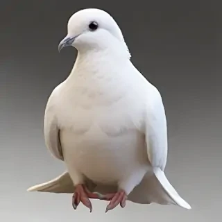png dove