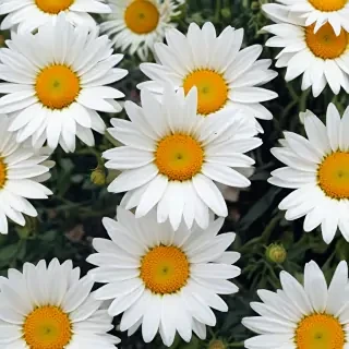 daisy desktop wallpaper