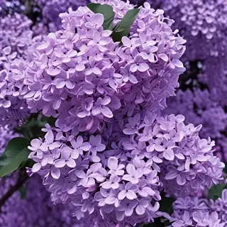 aesthetic lilac wallpaper