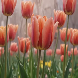 tulip flower