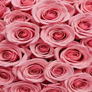 aesthetic rose background