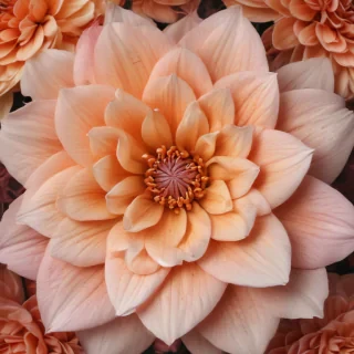 iphone wallpaper flower background