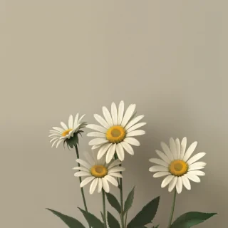 wallpaper daisy flower