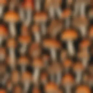 mushrooms png