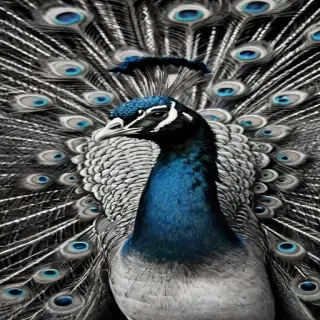 peacock black and white