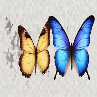 butterfly background transparent