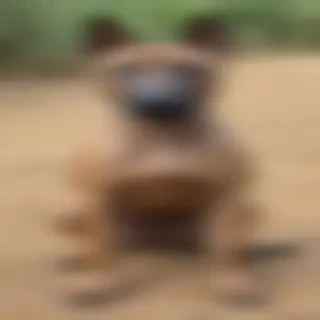 thai ridgeback