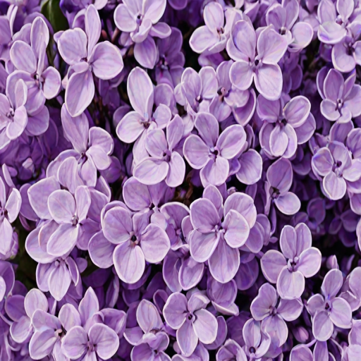 aesthetic lilac wallpaper