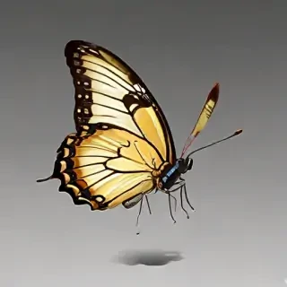 butterfly transparent