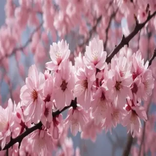 cherry blossom backround