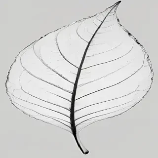clipart of leaf black and white