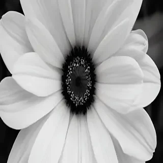 black and white flower