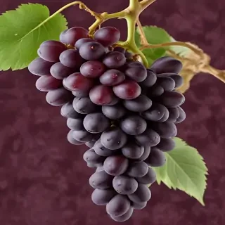 grapes png