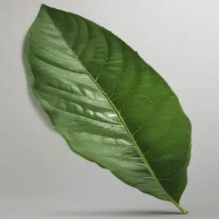 green leaf png