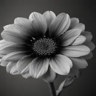 black and white flower png