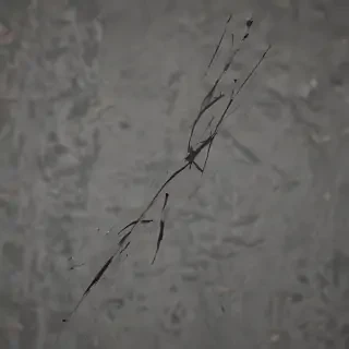 scratches png