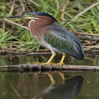 green heron