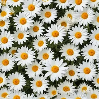 daisies png