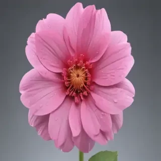 pink flower transparent background