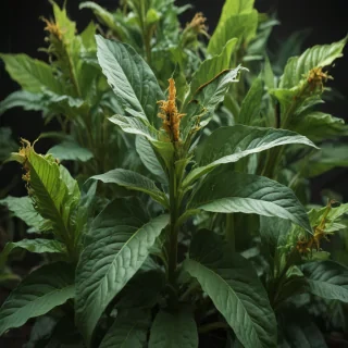 tobacco plant
