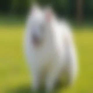 japanese spitz dog breed
