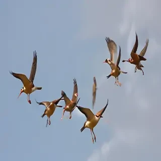 png birds flying