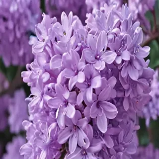 aesthetic lilac wallpaper