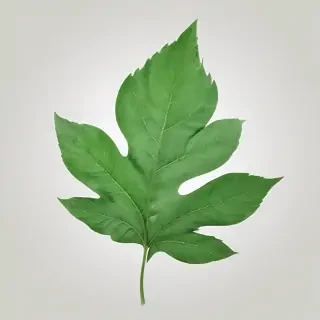 green leaf png