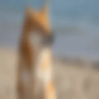shiba dog