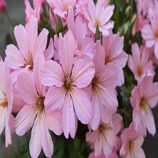 pretty flowers