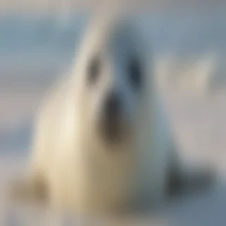 baby seal