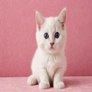 background cat wallpaper