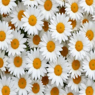 daisy background