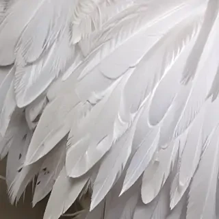 feather background