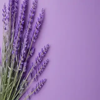 lavender background