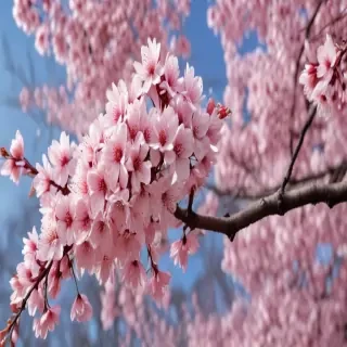 high resolution cherry blossom wallpaper