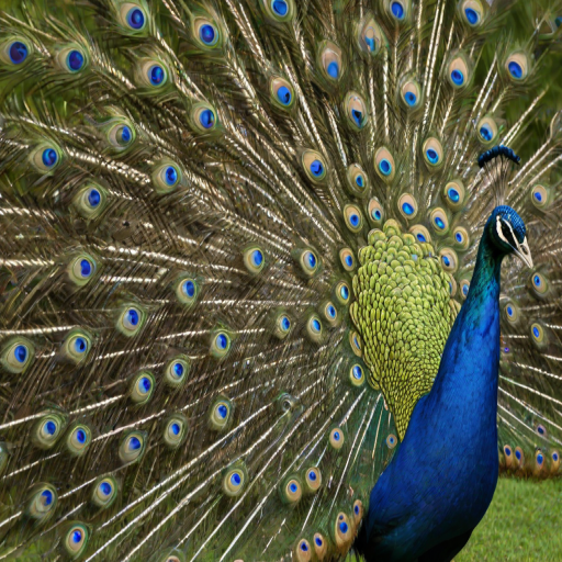 peacock png