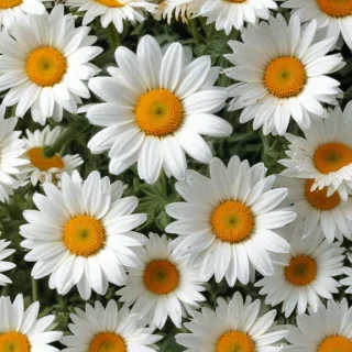 daisy flower wallpaper
