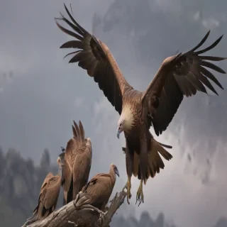 vultures png