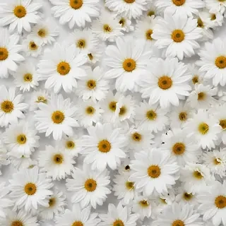 flowers white background
