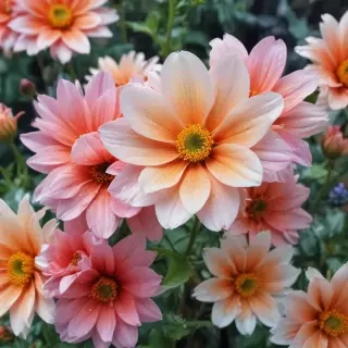 flowers iphone wallpaper