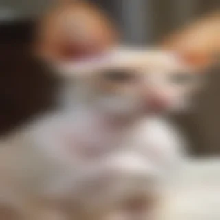 cornish rex breed