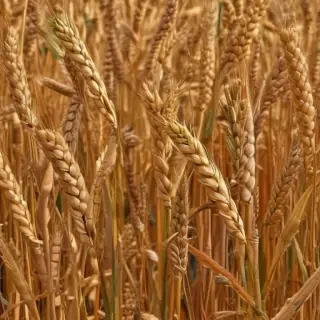 wheat png