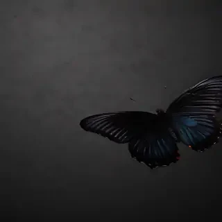 black butterfly wallpaper