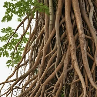 roots png