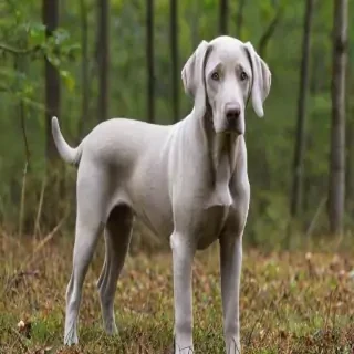 alaskan weimsky dog breed