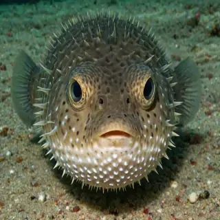 puffer fish