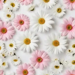 flowers white background
